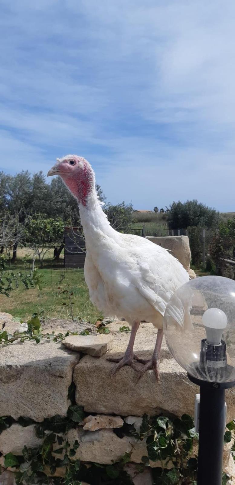 Villa Casa Le Gebbie Marzamemi Exterior foto